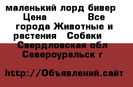 маленький лорд бивер › Цена ­ 10 000 - Все города Животные и растения » Собаки   . Свердловская обл.,Североуральск г.